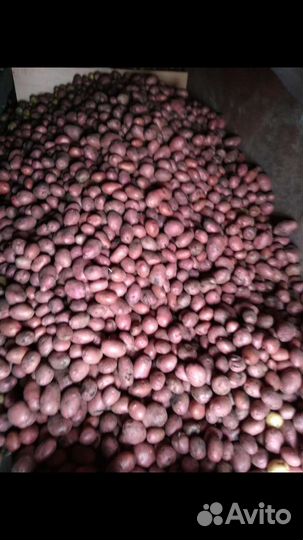 Картошка хорошая, красная очень вкусный