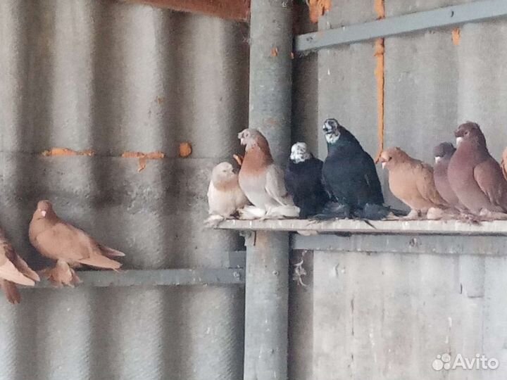 Обмен или продажа голубей