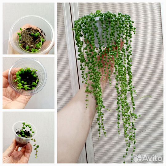 Комнатные цветы. Комнатные растения