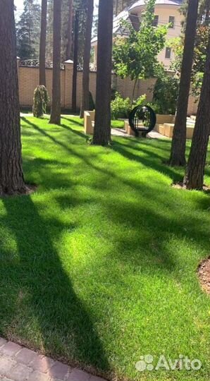 Рулонный газон