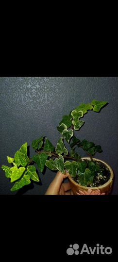 Плющ вариегатный.Хедера