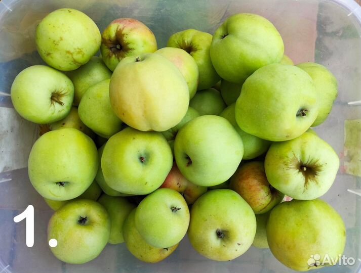 Яблоки 