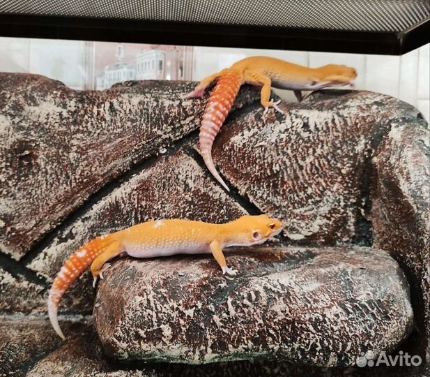 Яркие эублефары