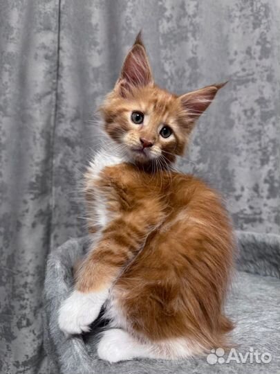 Котенок Мейн-кун