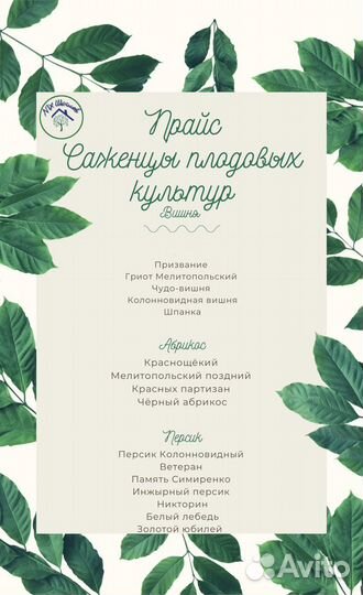 Саженцы плодовых деревьев