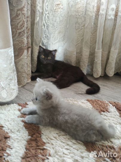 Кошка в дар бесплатно