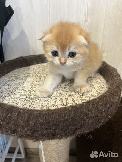 Шотландские вислоухие котята