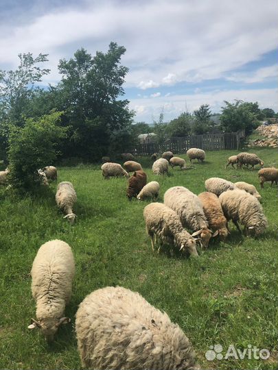 Овцы бараны
