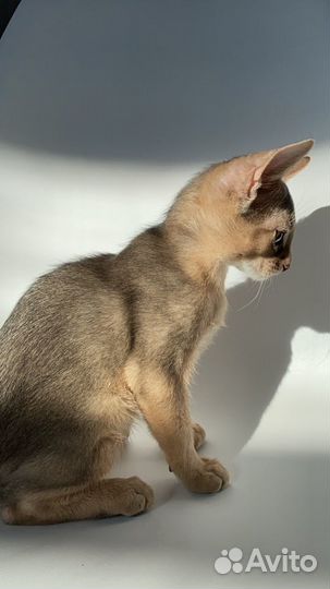 Шикарный голубой кот