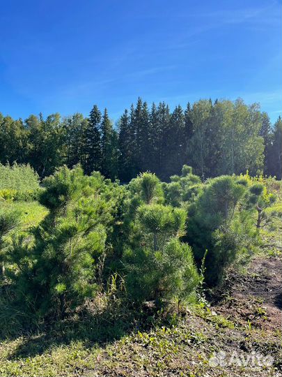 Сосна обыкновенная стриженная