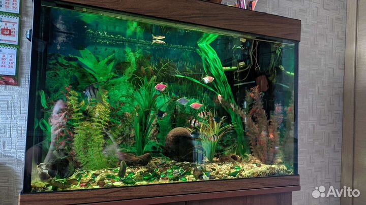 Аквариум 126 л. с рыбами