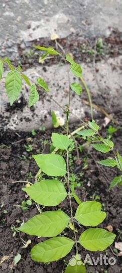 Глициния семена