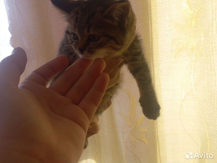 Кошка в дар