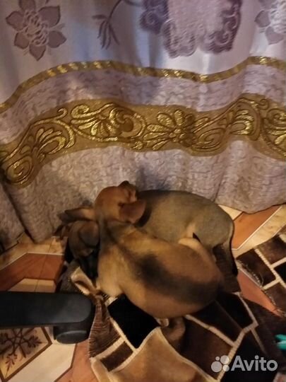 Той-терьер девочка