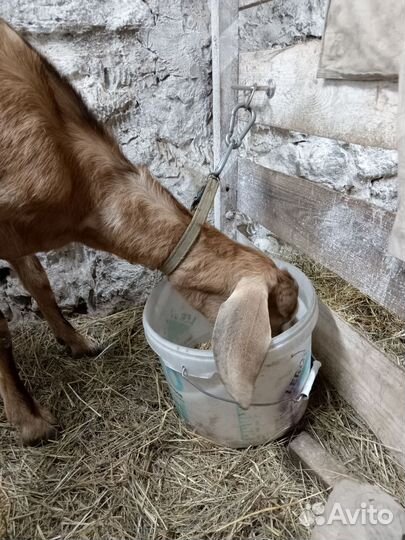 Дойные нубийские козы