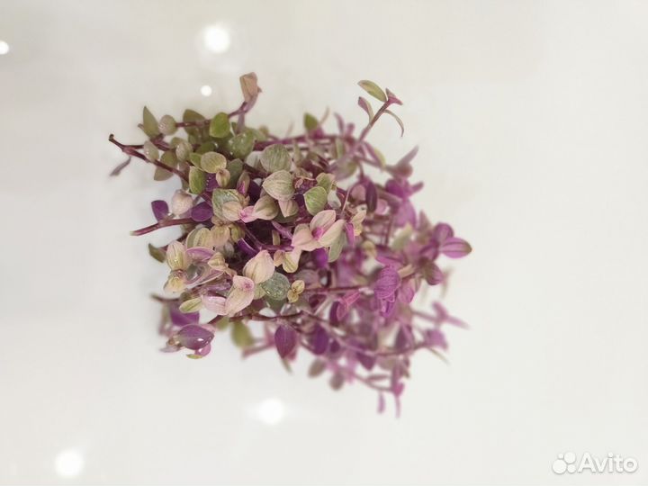 Коллизия розовая пантера Бьянка зелёная желтая