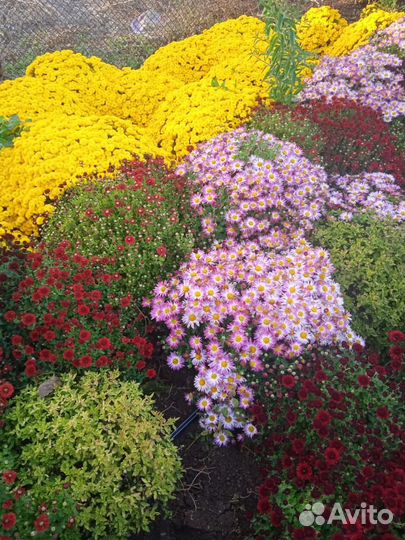 Хризантема шаровидная