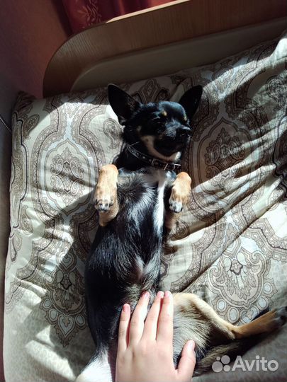 Вязка собак чихуахуа