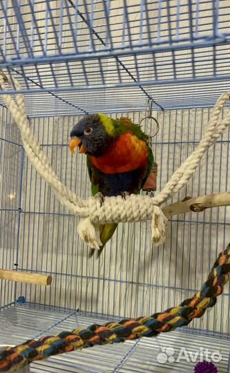 Радужный лорикет попугай