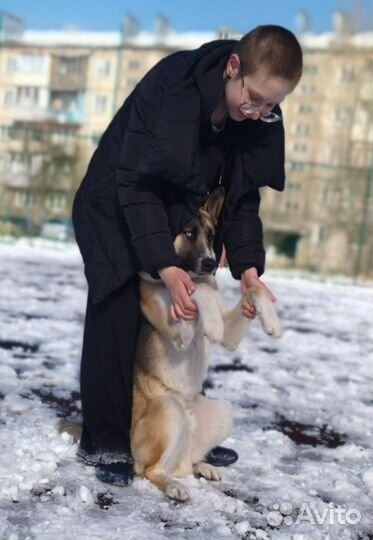 Кобель подросток