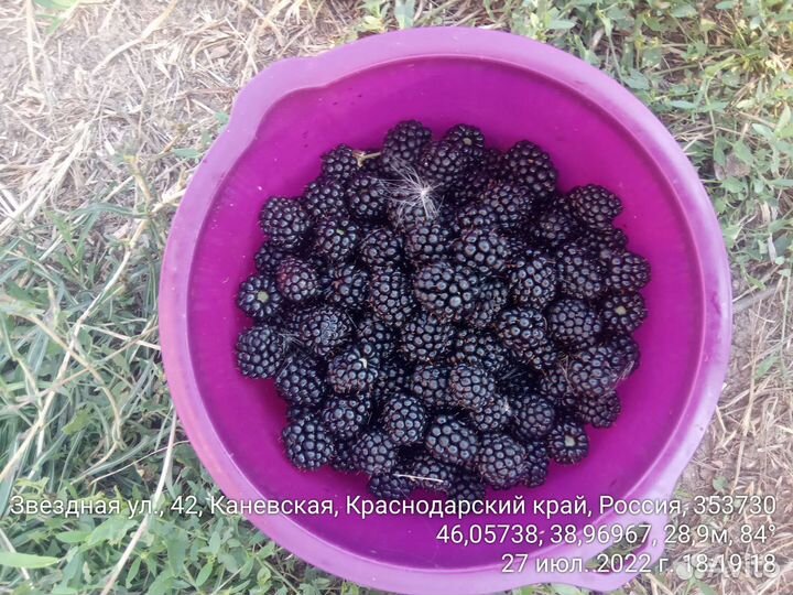 Саженцы ежевики