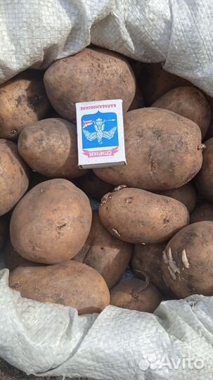 Продам картофель домашний