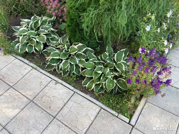 Многолетники для сада