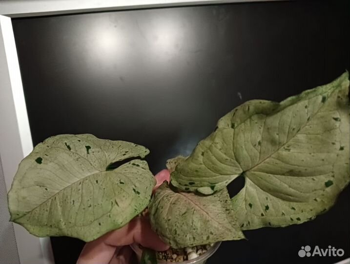 Сингониум серый призрак