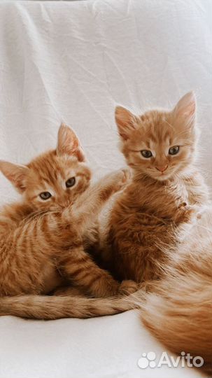 Сибирские рыжие котята (торг)