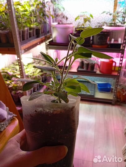 Петуния ампельная Тайдел вэйв черри, рассада