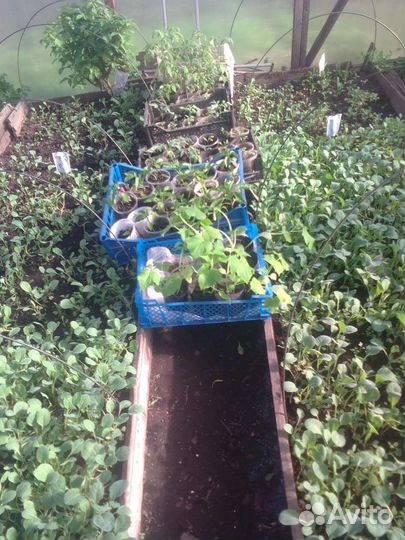 Рассада капусты