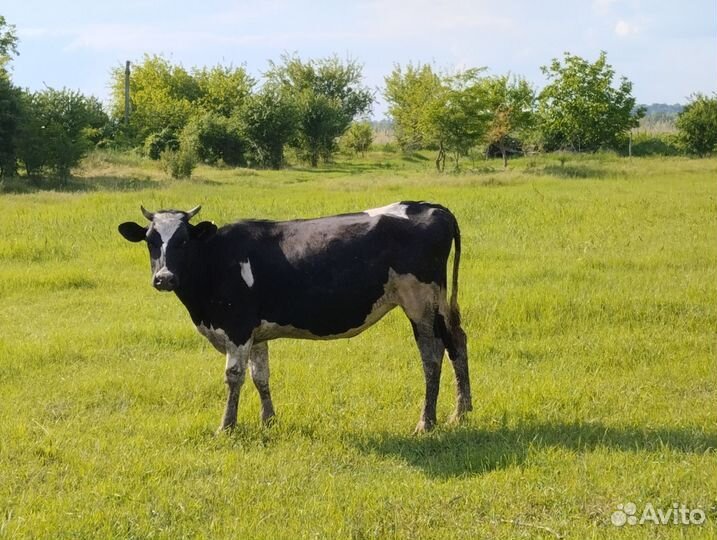 Коровы нетели