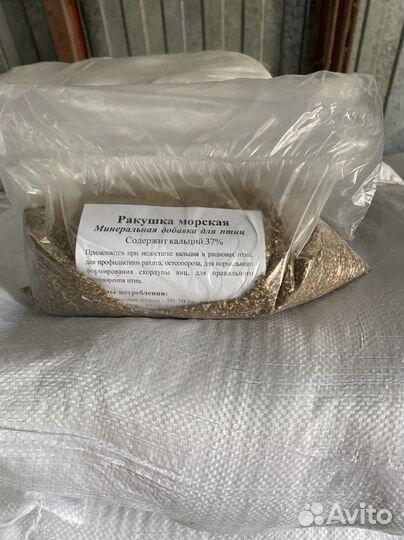 Ракушка морская желтая