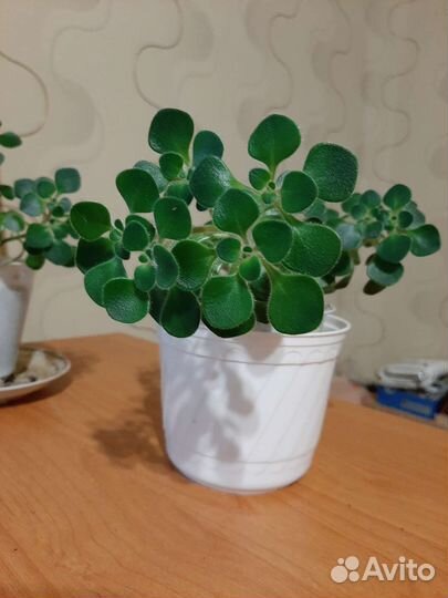 Аихризон дерево любви