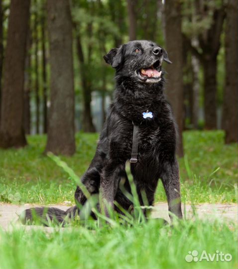 Ласковый мишка