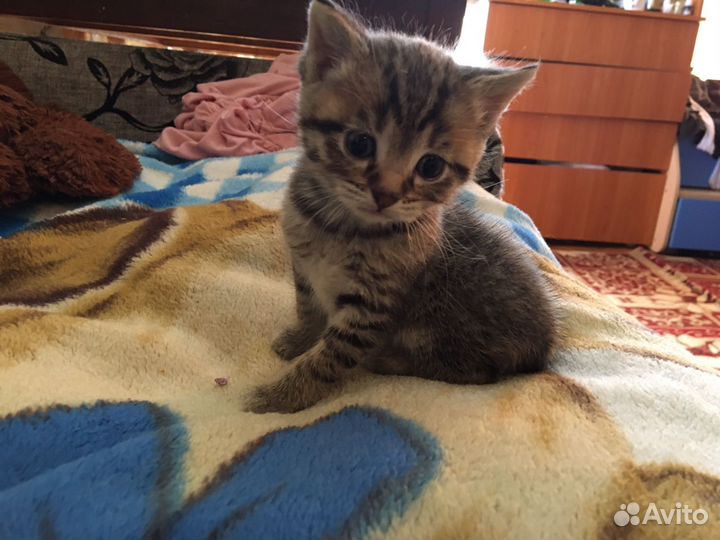 Котята в добрые руки даром