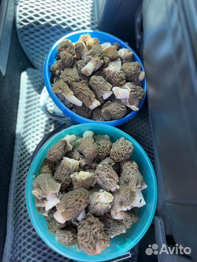 Грибы свежие сморчки