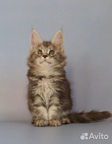 Мейн-кун котята объявление продам
