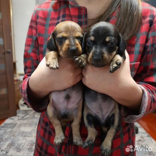 Щенки таксы