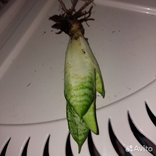 Сансевиерия