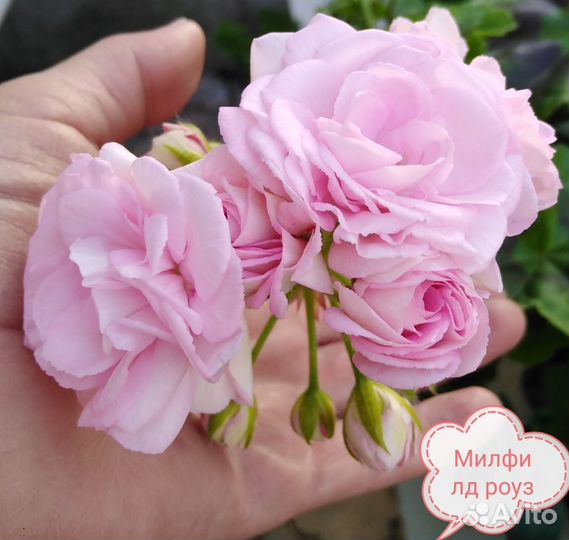 Коллекционная пеларгония Милфилд роуз