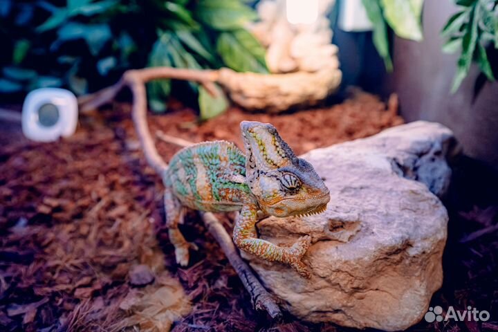 Передержка собак, кошек и прочих