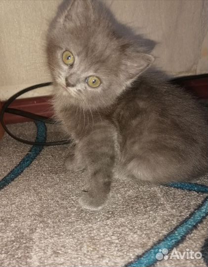 Кошка в дар бесплатно