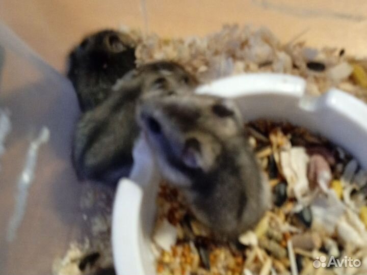 Джунгарский хомяк бесплатно