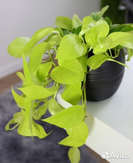 Сциндапсус неон. Бесплатная доставка