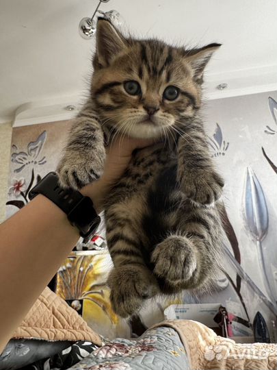 Шотландские вислоухие котята