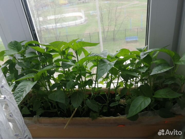 Рассада помидор, болгарского и острого перца