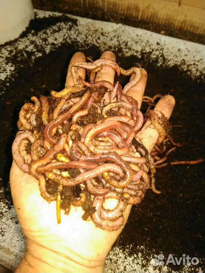 Крупный Червь дендробена