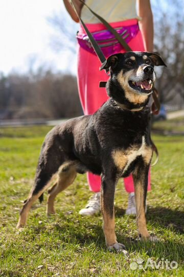 Добрый мальчик Клайд ищет семью