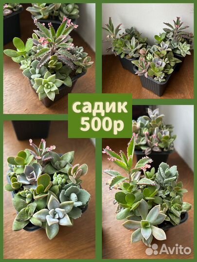 Необычные суккуленты, каланхоэ